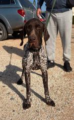 Bruno verblijft in Cyprus, Dieren en Toebehoren, Rabiës (hondsdolheid), 1 tot 2 jaar, Buitenland, Eén hond