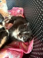 kittens zoekt forever home, Poes
