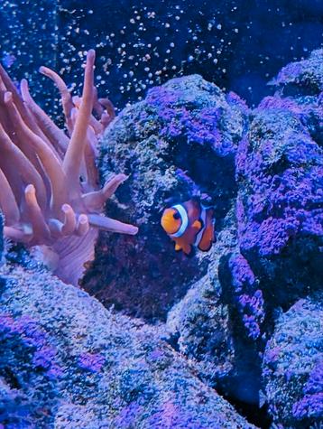 2x anamoonvis  beschikbaar voor biedingen