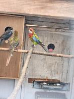 Koppel rosella, Dieren en Toebehoren, Vogels | Parkieten en Papegaaien, Meerdere dieren, Parkiet, Geringd