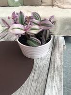 Vetplant, Ophalen