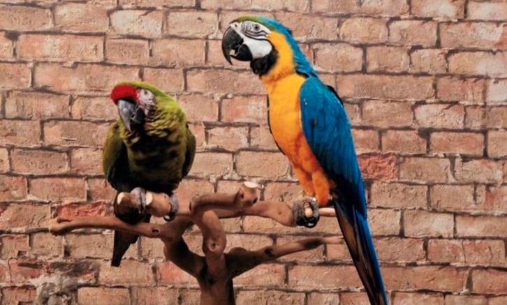 Prachtig ara koppel, Dieren en Toebehoren, Vogels | Overige Vogels, Meerdere dieren, Tam