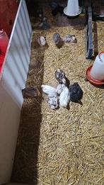 Duitse faverolles zalmkleur., Dieren en Toebehoren, Pluimvee, Vrouwelijk, Kip