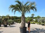 Unieke Butia yatay palmboom/palmbomen met 200 cm stamhoogte, Tuin en Terras, Planten | Bomen, Zomer, Volle zon, 250 tot 400 cm