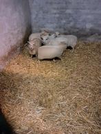 Witte quassant schapen vrouwtjes, Dieren en Toebehoren, Vrouwelijk, Schaap, 0 tot 2 jaar