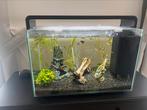 SuperFish aquarium 60 liter met alles erop eraan!, Gebruikt, Ophalen, Gevuld zoetwateraquarium