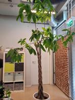 Geldboom / grote plant van 150cm bij 250 cm, Huis en Inrichting, Ophalen, Zo goed als nieuw