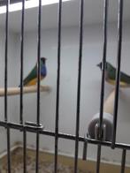 Gezocht gouldamadine poppen, Dieren en Toebehoren, Vogels | Overige Vogels, Vrouwelijk, Geringd, Tropenvogel