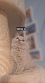 Britse korthaar kittens., Meerdere dieren