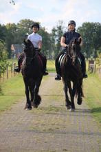 Bijrijder/verzorgster aangeboden, Dieren en Toebehoren, Ophalen of Verzenden