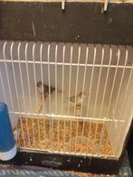 koppels zebravinken, Dieren en Toebehoren, Meerdere dieren, Tropenvogel