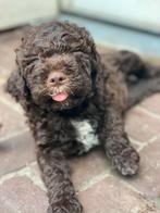 Lagotto Romagnola, Rabiës (hondsdolheid), Overige rassen, 8 tot 15 weken, Meerdere