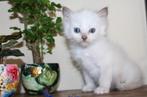 Ragdoll kittens met Amerikaanse stamboom lijn, Dieren en Toebehoren, Katten en Kittens | Raskatten | Langhaar, Meerdere dieren