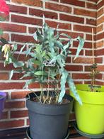 Plant, Vaste plant, Bloeit niet, Halfschaduw, Ophalen