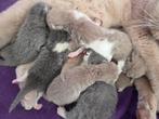 Britse korthaar kittens blue lilac Bicolor white stamboom, Dieren en Toebehoren, Katten en Kittens | Raskatten | Korthaar, Meerdere dieren