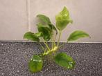 Anubias Aquariumplant B zoals op foto nu € 4,25, Ophalen, Nieuw, Plant(en), Steen of Hout