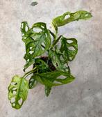 Monstera Obliqua Leichtlinii Mint, Overige soorten, In pot, Minder dan 100 cm, Groene kamerplant