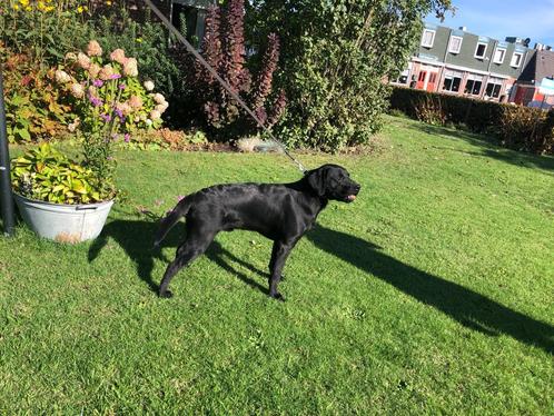 Labrador dekreu zwart., Dieren en Toebehoren, Honden | Dekreuen, Reu, Particulier, Eén hond, Nederland, 3 tot 5 jaar