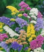 Limonium sinuatum (lamsoor) zaden, Ophalen of Verzenden, Voorjaar, Volle zon, Zaad