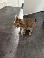 Kat, Poes