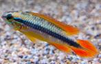 Apistogramma agassizii Red Gold per paar - Koidream Valburg