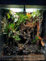 Vivarium met kikkers, Gebruikt, Terrarium of Paludarium, Ophalen