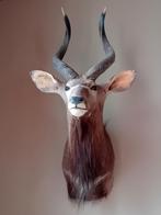 Afrikaanse Impala taxidermie, Verzamelen, Dierenverzamelingen, Ophalen, Gebruikt, Opgezet dier
