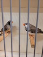 Koppel witwang zebravinken, Dieren en Toebehoren, Vogels | Overige Vogels, Meerdere dieren, Geringd