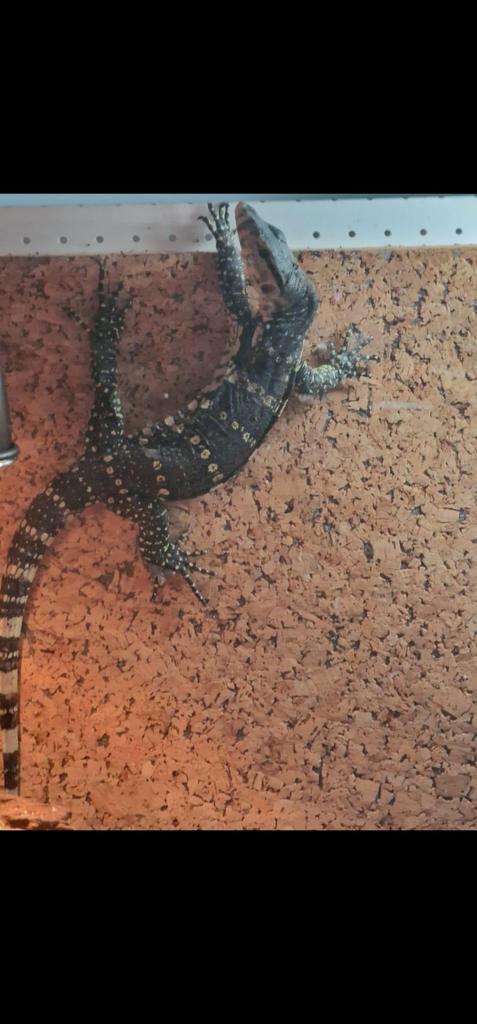 Water varaan salvator sulfar head.