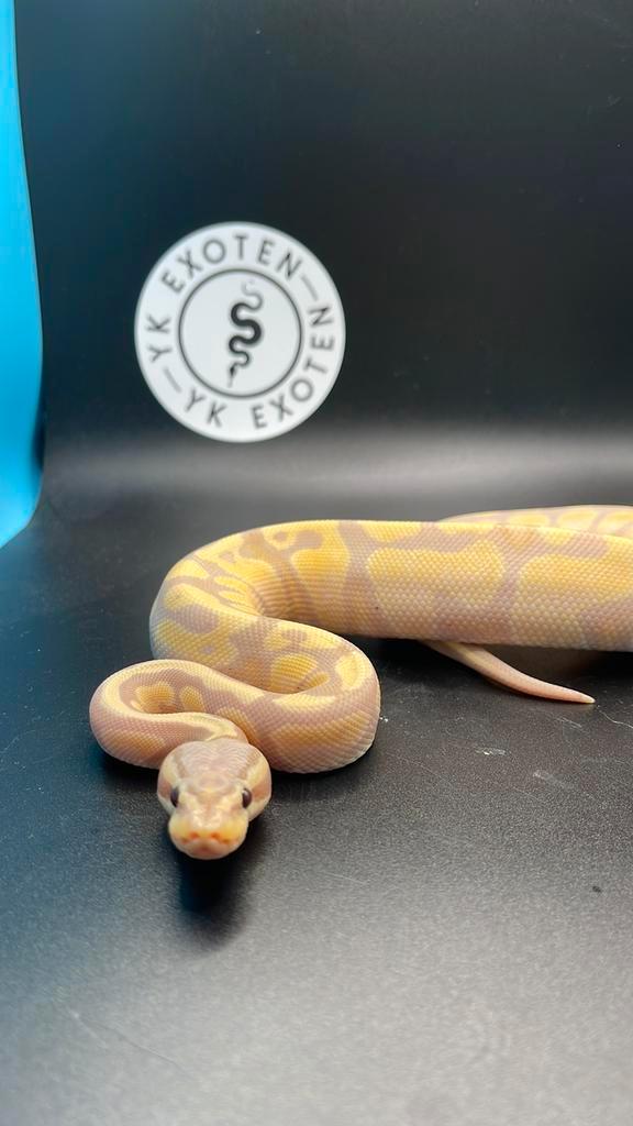 Banana Desert Ghost Man NK25 Ball Python - male for sale from Yordi