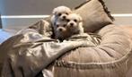 Prachtig nestje MINI maltipoo pups/toypoodle/poedel/maltezer, Poedel, 8 tot 15 weken, Parvo, Meerdere