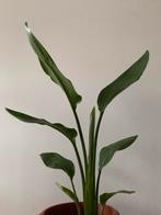 Strelitzia Reginea, Huis en Inrichting, Ophalen of Verzenden, Volle zon