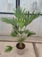 Palm, Trachycarpus WAGNERIANUS, Tuin en Terras, Ophalen of Verzenden, Overige soorten, Volle zon