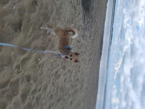 Chihuahua, Dieren en Toebehoren, Honden | Chihuahua's en Gezelschapshonden, Reu, Chihuahua, Particulier, Eén hond, Nederland, 15 weken tot 1 jaar