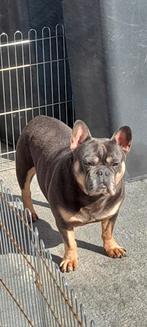 Franse bulldog (reu), Dieren en Toebehoren, 6 jaar of ouder, Particulier, Reu, Buitenland