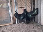 Australorp, Dieren en Toebehoren, Meerdere dieren, Kip