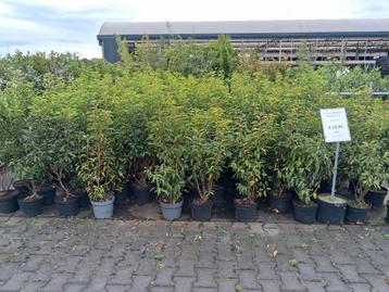 Portugese laurier 100-120 cm hoog, prunus lusitanica angusti beschikbaar voor biedingen