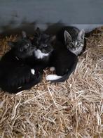 Boerderij kittens, Dieren en Toebehoren, Meerdere dieren