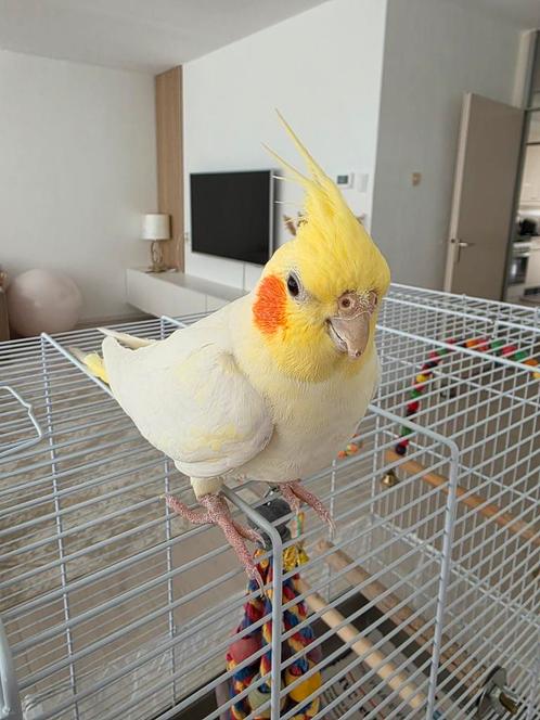 Tamme valkparkiet samen met de kooi te koop (zeer lief), Dieren en Toebehoren, Vogels | Parkieten en Papegaaien, Parkiet, Vrouwelijk