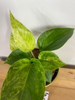 Anthurium Renaissance Variegata #1, Huis en Inrichting, Kamerplanten, Ophalen of Verzenden, Halfschaduw, Minder dan 100 cm