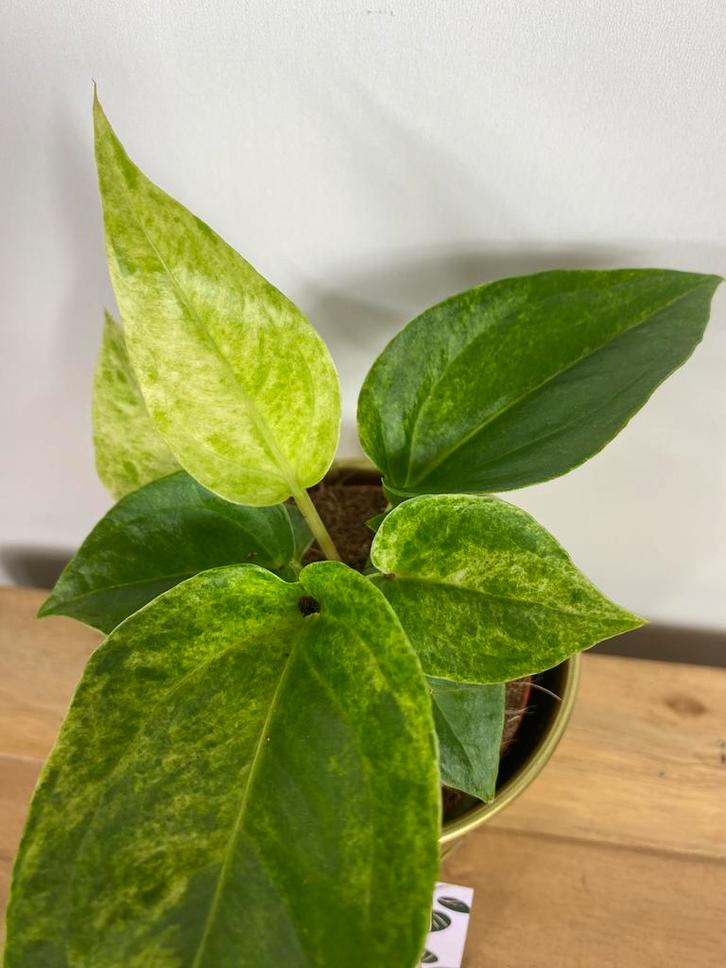 Anthurium Renaissance Variegata #1, Huis en Inrichting, Kamerplanten, Minder dan 100 cm, Halfschaduw, Ophalen of Verzenden