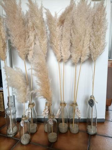 Pampas gras pluimen in flessen met schelpen/oester decoratie beschikbaar voor biedingen