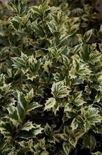 Osmanthus heterophyllus Variegatus' schijnhulst planten P9, Tuin en Terras, Overige soorten, Vaste plant, Ophalen of Verzenden