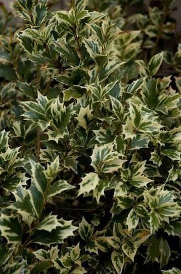 Osmanthus heterophyllus Variegatus' schijnhulst planten P9 beschikbaar voor biedingen