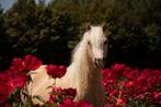prachtige Welsh A  fok/rijpony + hengstveulen, Dieren en Toebehoren, Pony's, Merrie, Recreatiepony, 0 tot 2 jaar