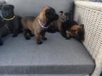 Mechelse herder pups geboren!, Dieren en Toebehoren, Honden | Herdershonden en Veedrijvers, CDV (hondenziekte), Meerdere dieren