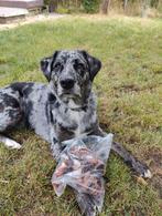 Runderluchtpijp 250 gram, Dieren en Toebehoren, Ophalen of Verzenden, Hond