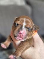 Amerikaanse pitbull terriers pups, CDV (hondenziekte), 8 tot 15 weken, Meerdere, Meerdere dieren