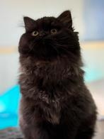 Ragdoll &Britse kat, Poes, Ontwormd, 0 tot 2 jaar