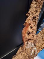 Gargoyle gekko, Dieren en Toebehoren, Reptielen en Amfibieën, Hagedis